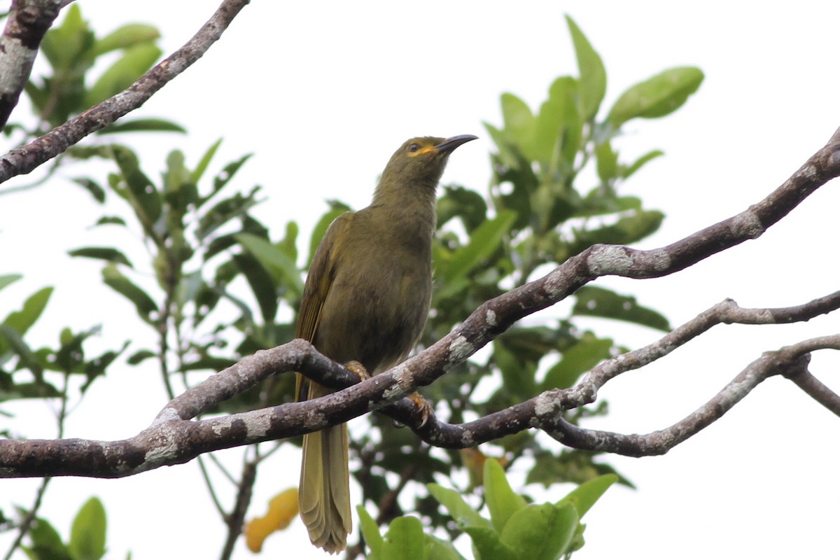 Duetting Giant-Honeyeater - ML57471731