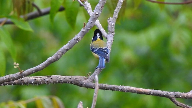 Green-backed Tit - ML574717621