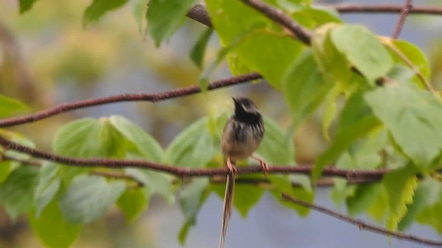 Prinia à gorge noire - ML574717771