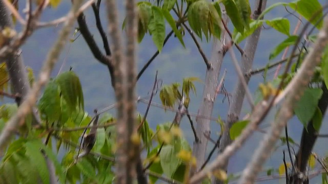 Brownish-flanked Bush Warbler - ML574717781