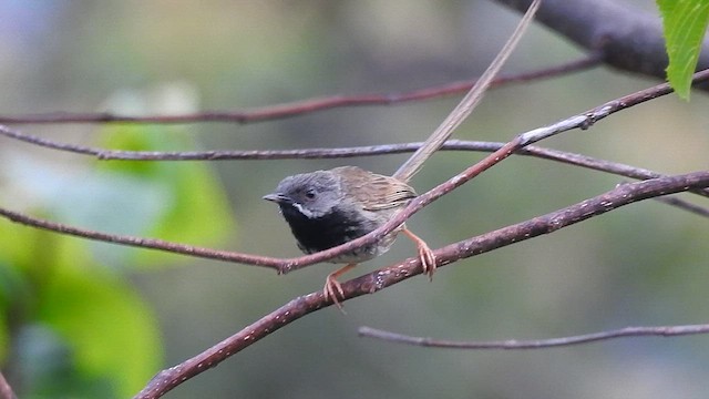 svartstrupeprinia - ML574717941