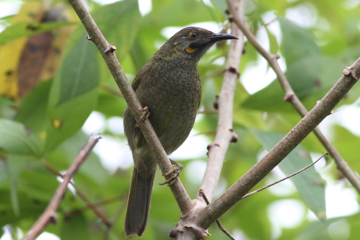 Mielero Carunculado de Viti Levu - ML57471881