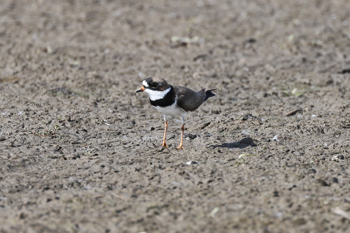 Semipalmated Plover - ML574718891