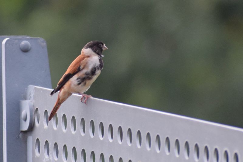 Black-headed Canary (Black-headed) - ML574719351