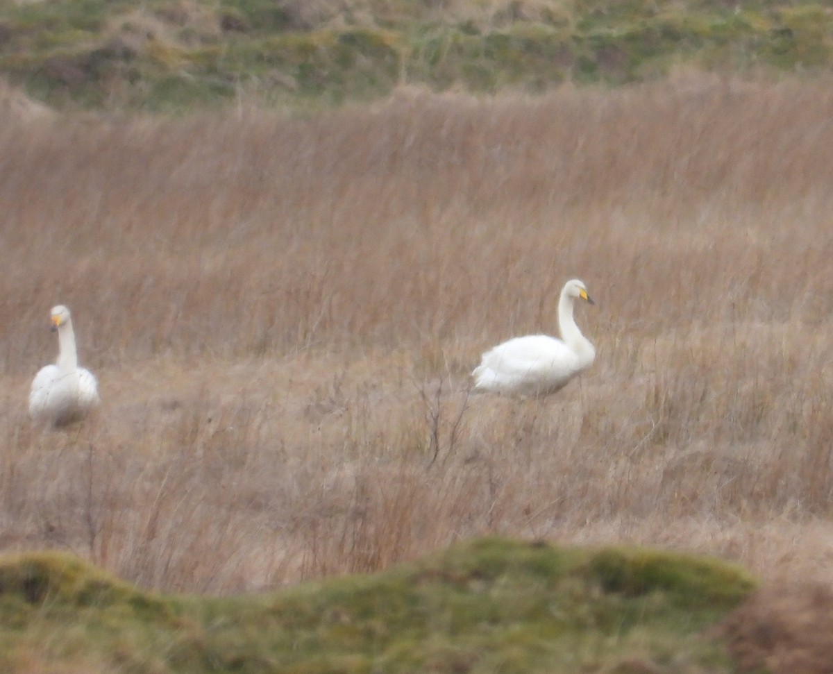 Whooper Swan - ML574719441