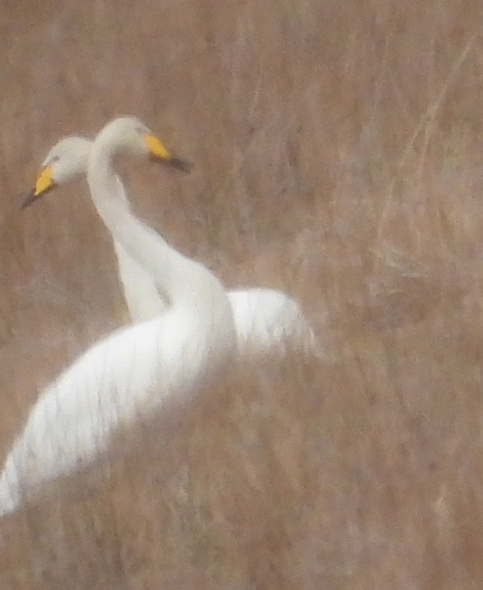 Whooper Swan - ML574719681