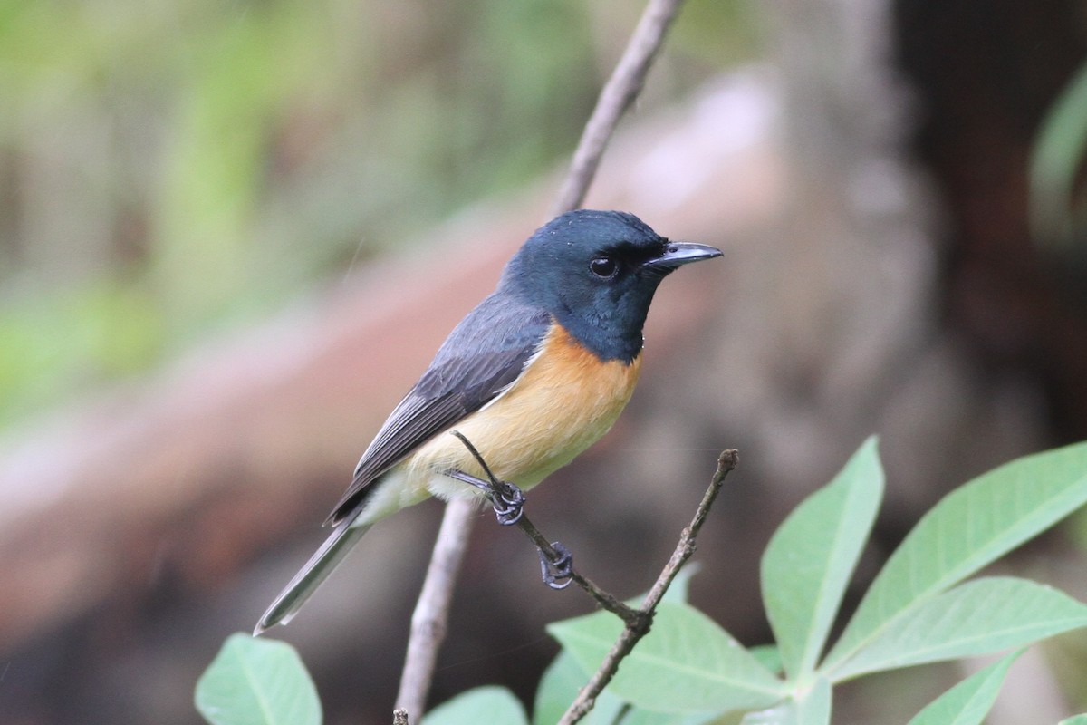 Vanikoro Flycatcher - ML57471991