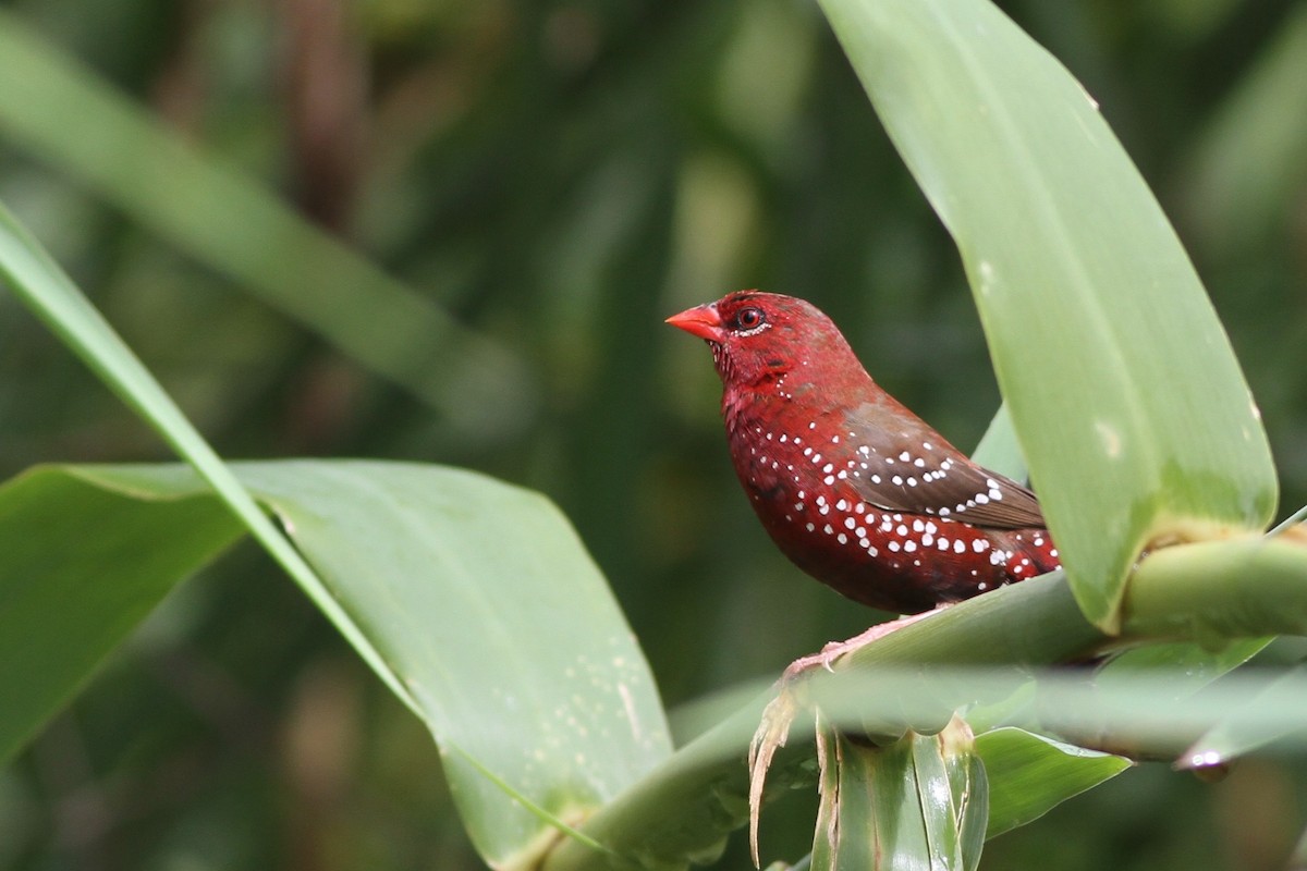 Red Avadavat - Chris Wiley