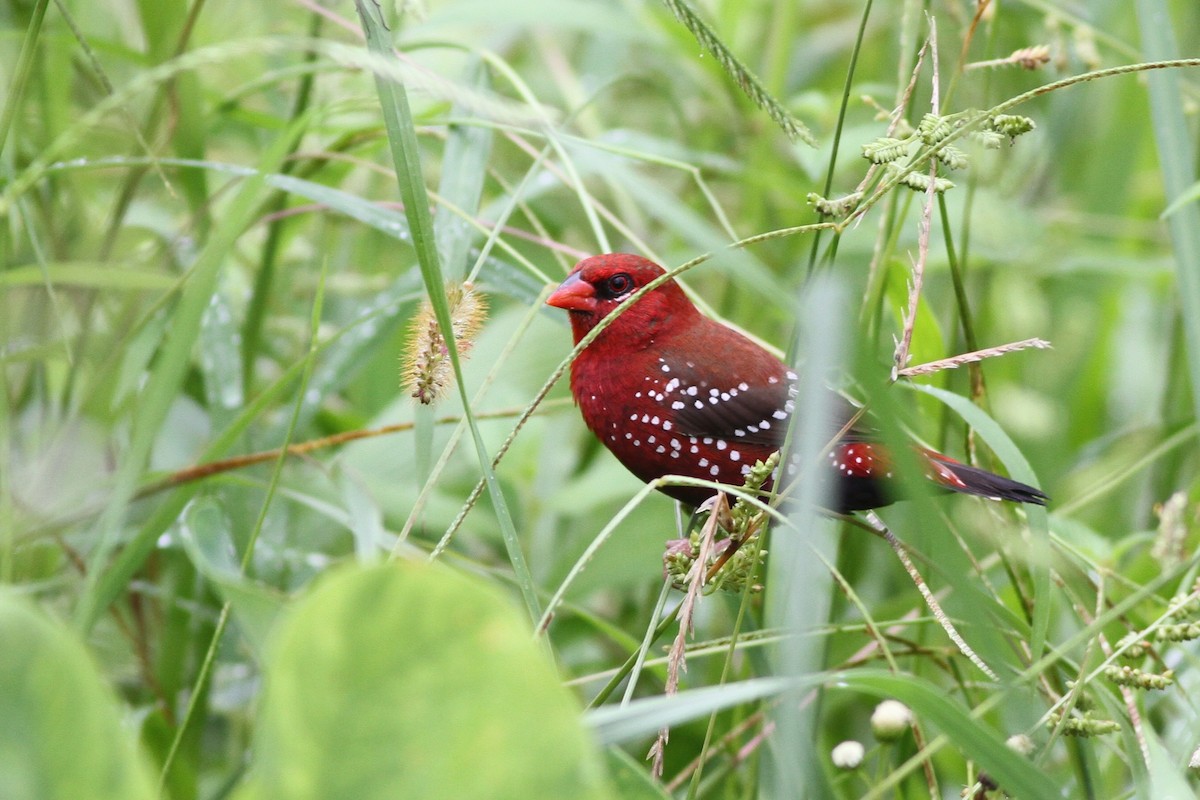 Bengali rouge - ML57472061