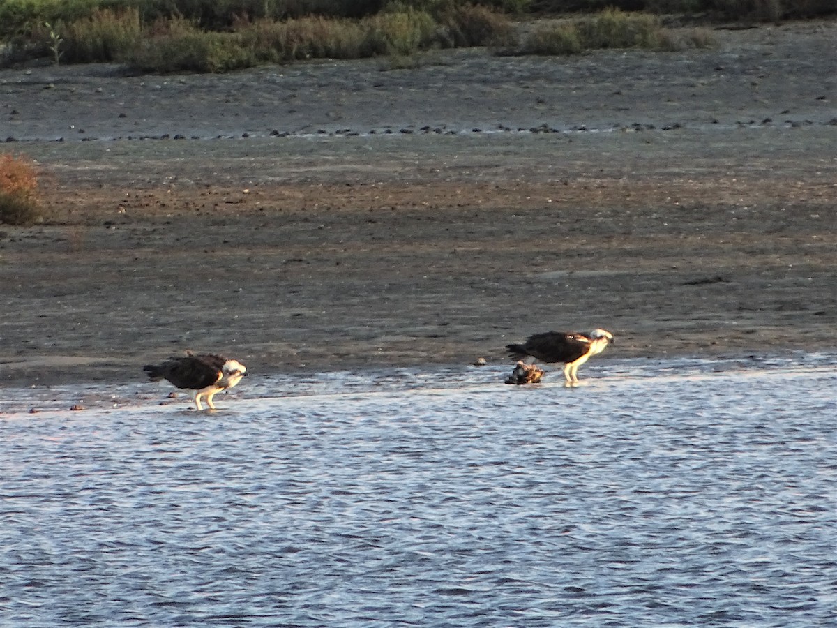 Balbuzard pêcheur - ML574721121