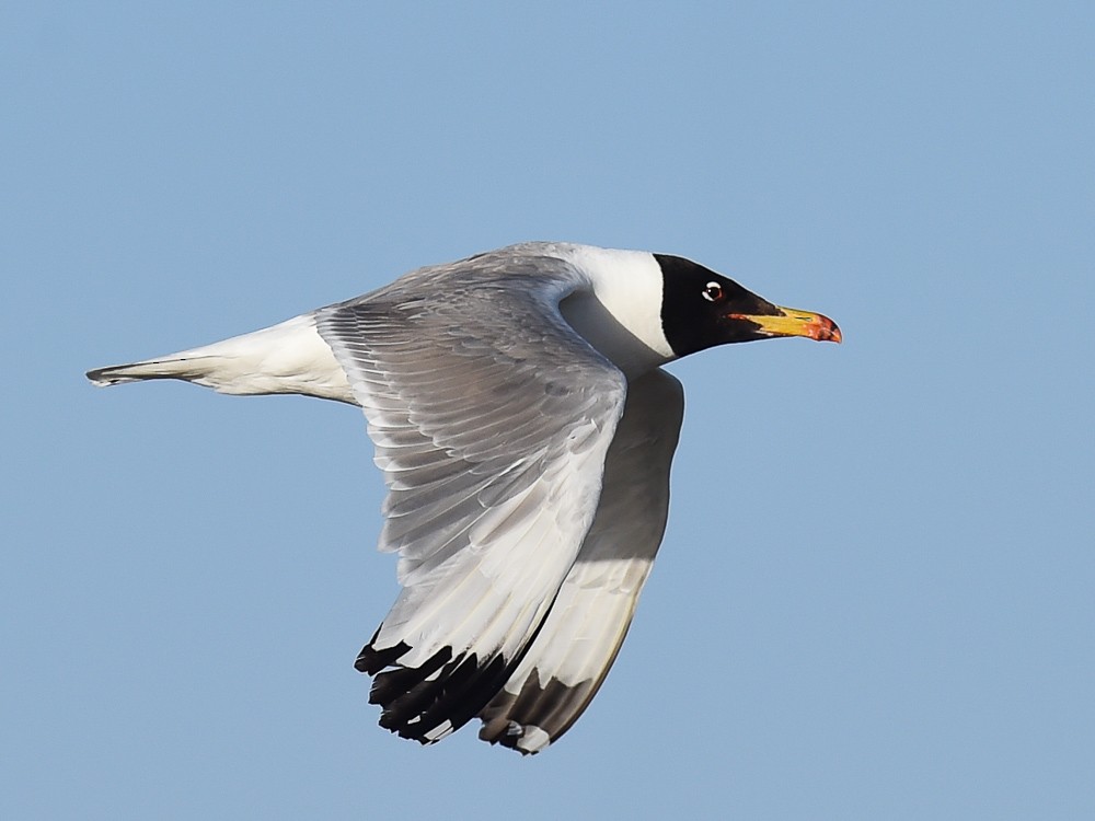 Pallas's Gull - ML574721271