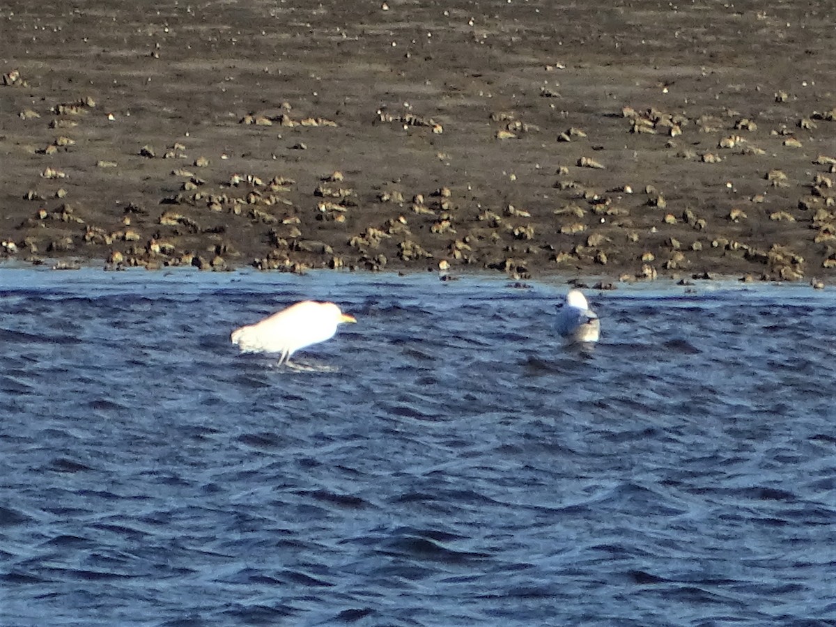 Eastern Cattle Egret - ML574721311