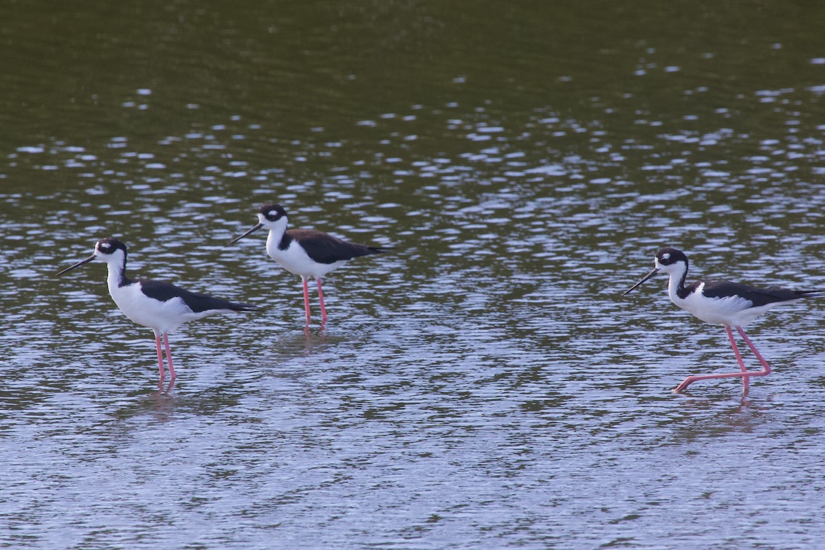 Black-necked Stilt - ML574721341