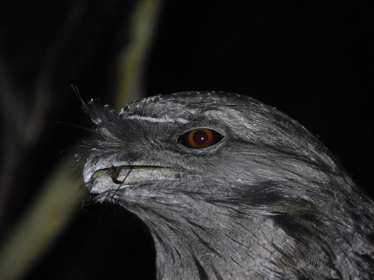 Tawny Frogmouth - George Vaughan