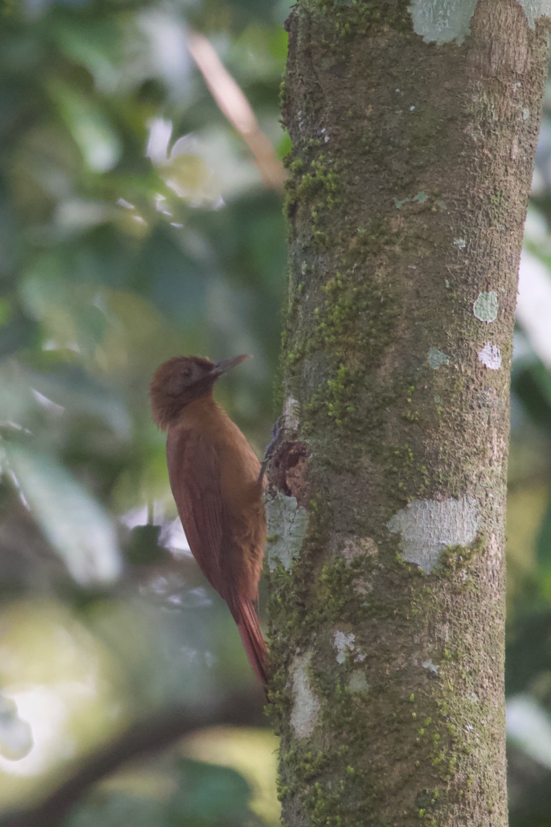 Plain-brown Woodcreeper - Luciano Naka