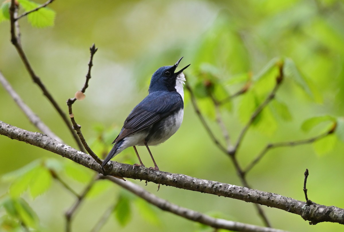 Siberian Blue Robin - ML574723511