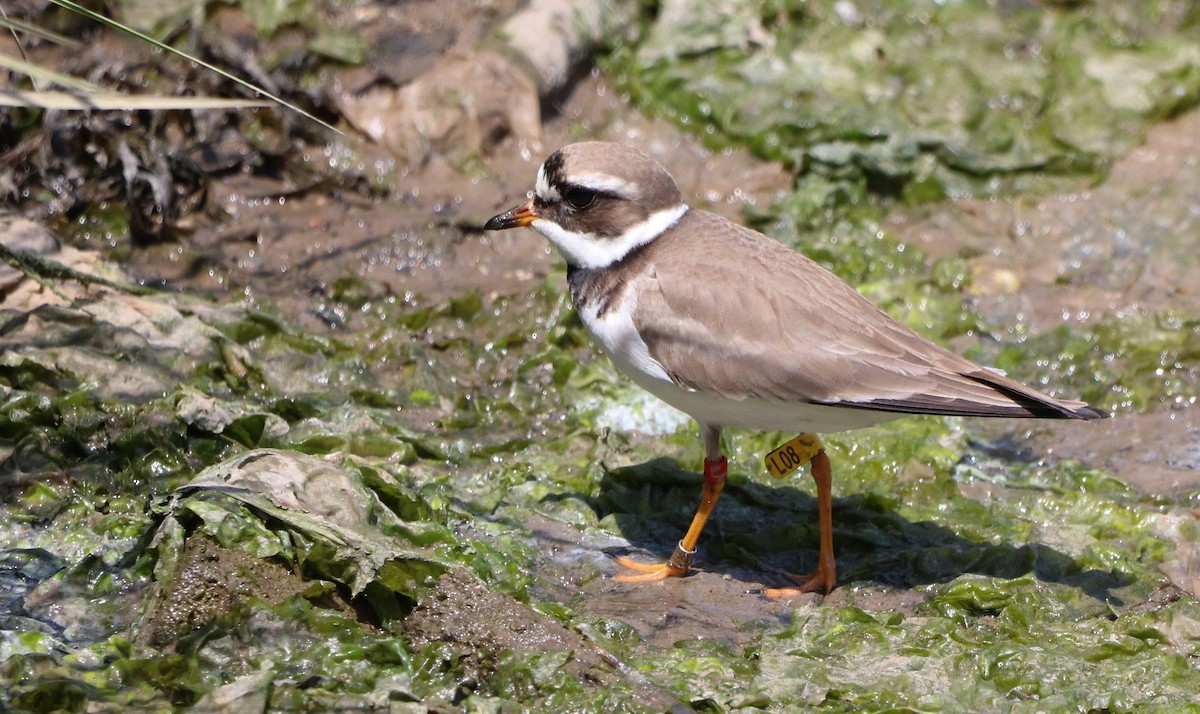 Common Ringed Plover - ML574725091