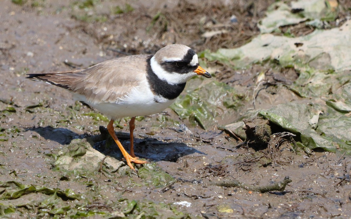 Common Ringed Plover - ML574725101