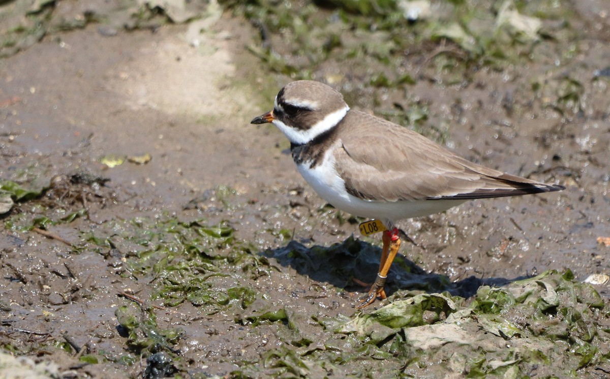 Common Ringed Plover - ML574725111