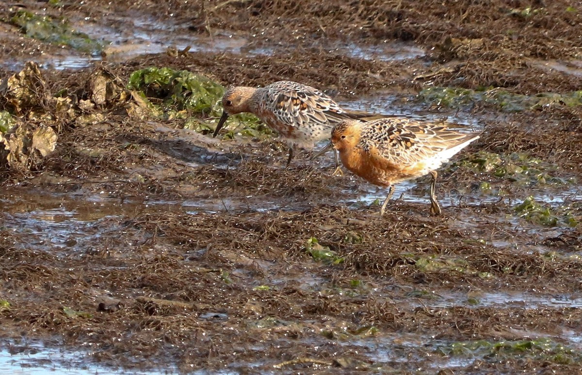 Red Knot - David Santamaría Urbano