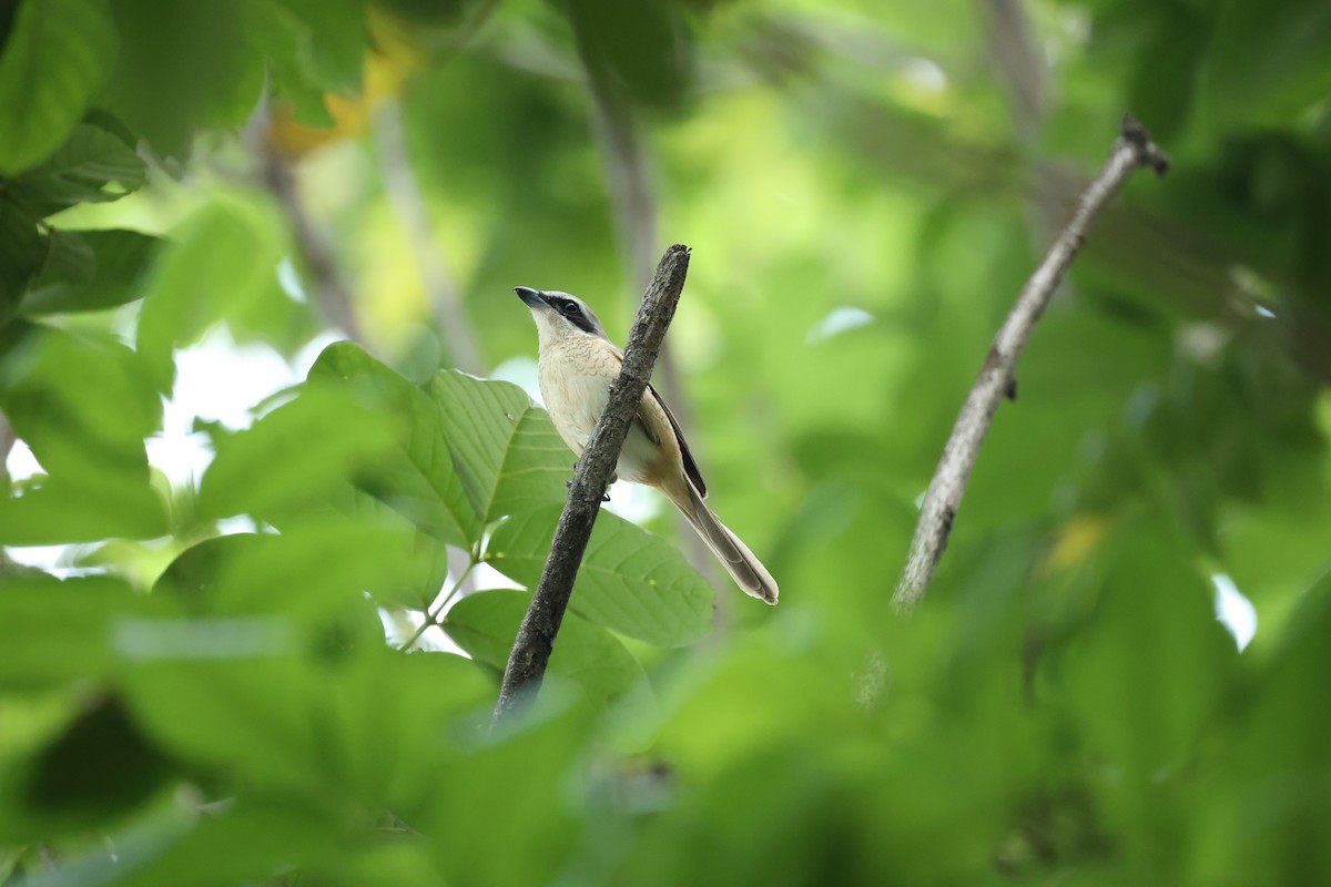 Brown Shrike - ML574725291