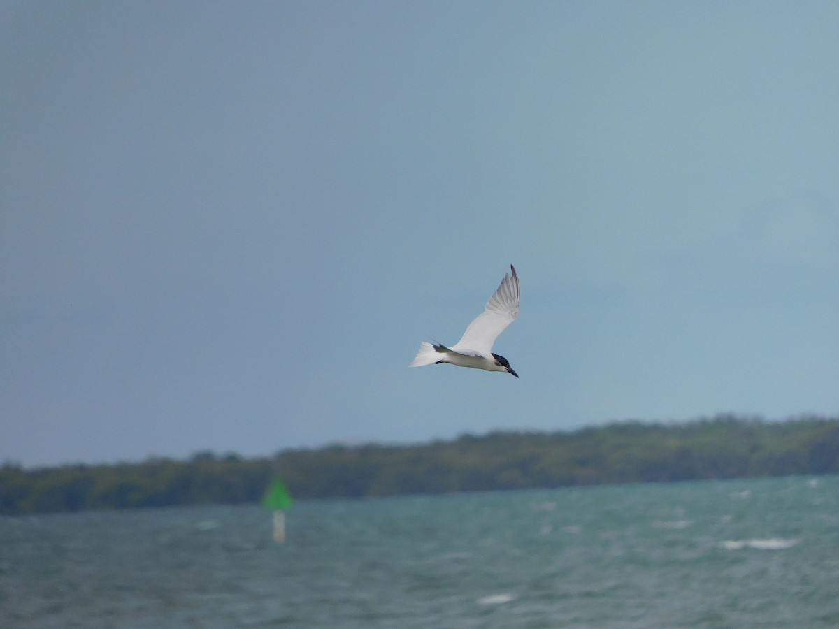 Gull-billed/Australian Tern - George Vaughan