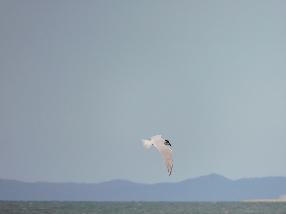 Gull-billed/Australian Tern - ML574725911