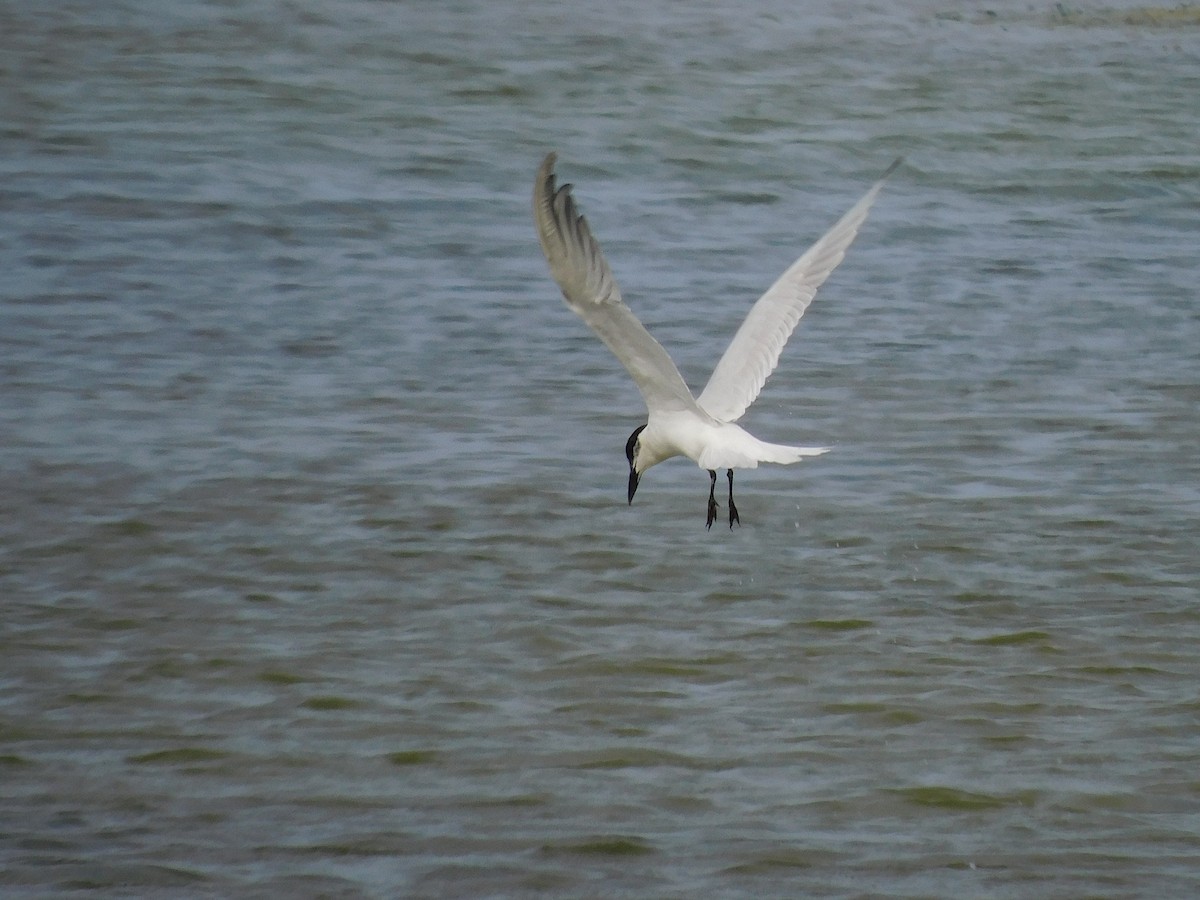 Gull-billed/Australian Tern - ML574725931