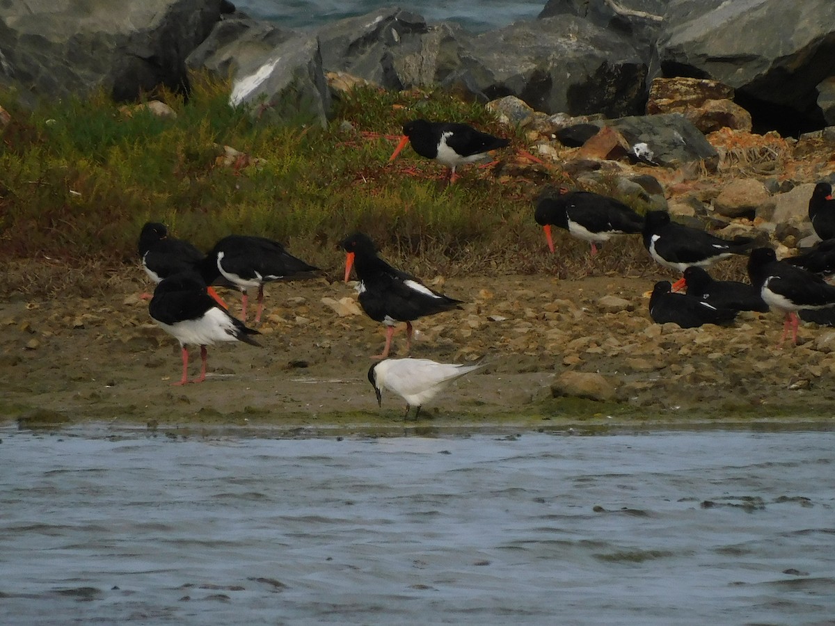 Gull-billed/Australian Tern - ML574726171