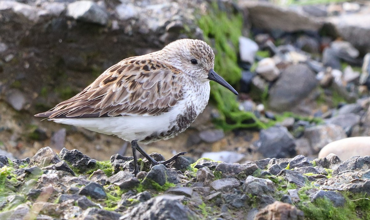 Dunlin (arctica) - David Santamaría Urbano