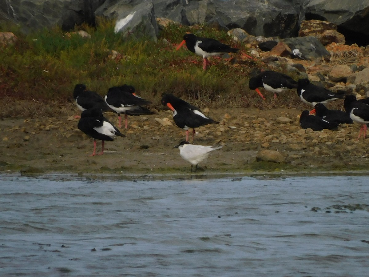 Gull-billed/Australian Tern - ML574726321