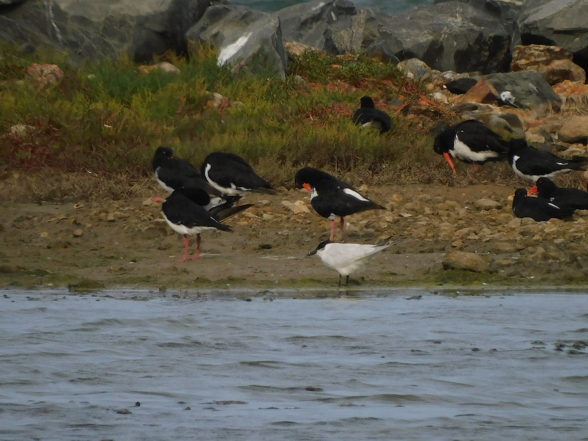 Gull-billed/Australian Tern - ML574726511