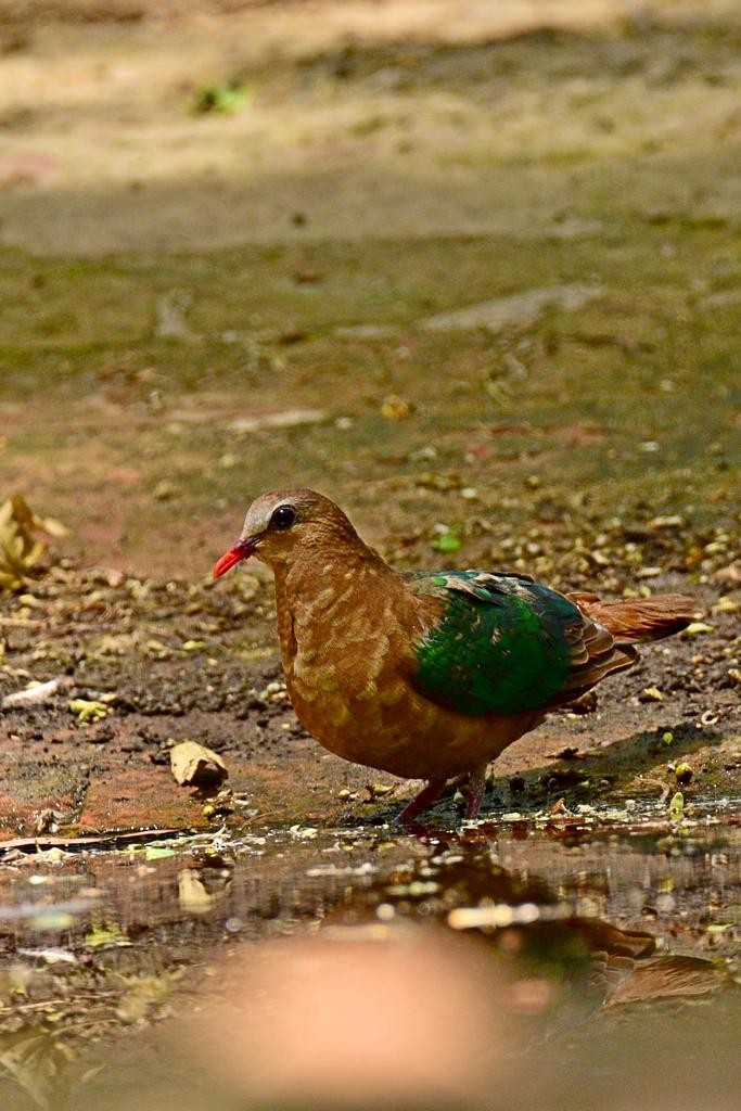 Asian Emerald Dove - ML574727351