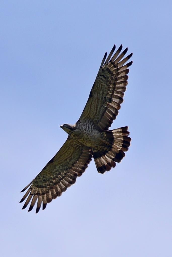 Crested Serpent-Eagle - ML574727501