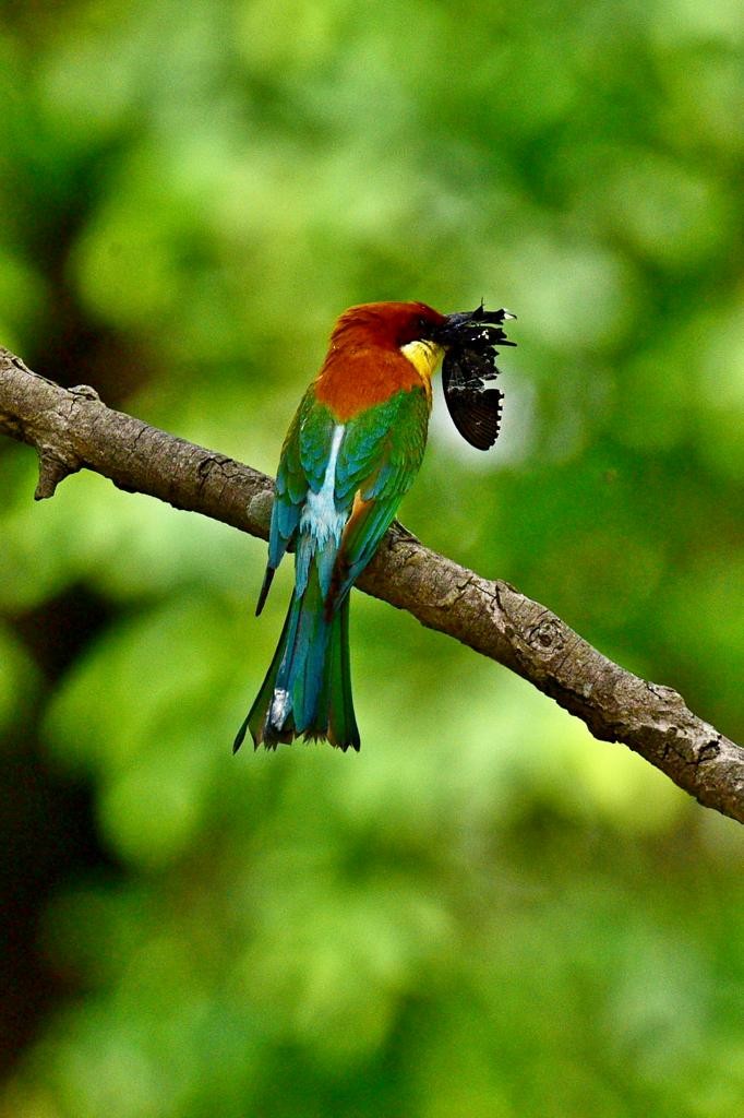 Chestnut-headed Bee-eater - ML574727531