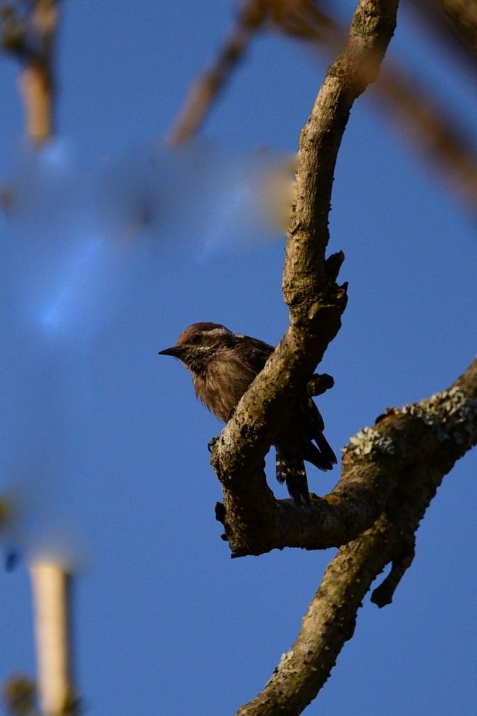 Brown-capped Pygmy Woodpecker - ML574727581