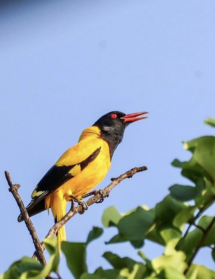 Black-hooded Oriole - ML574727621