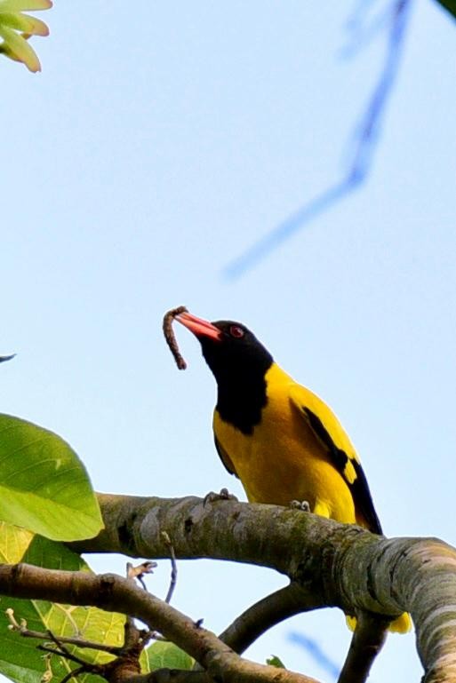Black-hooded Oriole - ML574727631