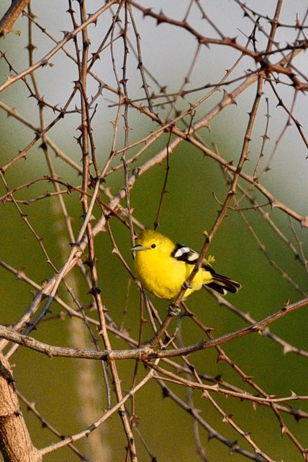 Common Iora - ML574727641