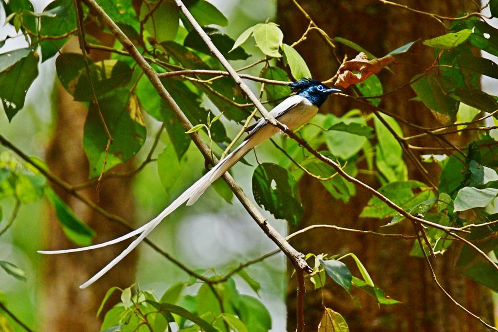 Indian Paradise-Flycatcher - ML574727711