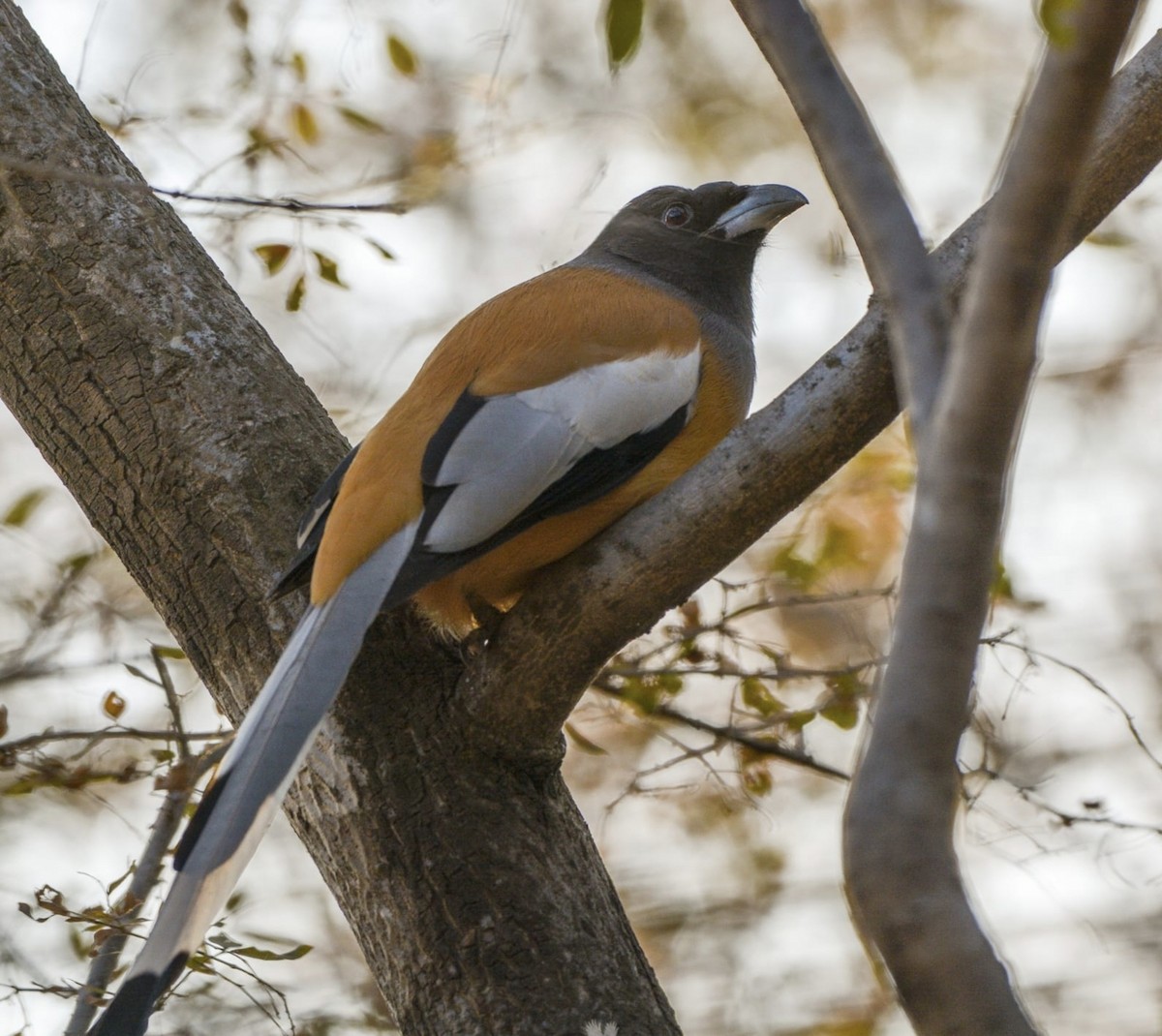 Rufous Treepie - ML574727731