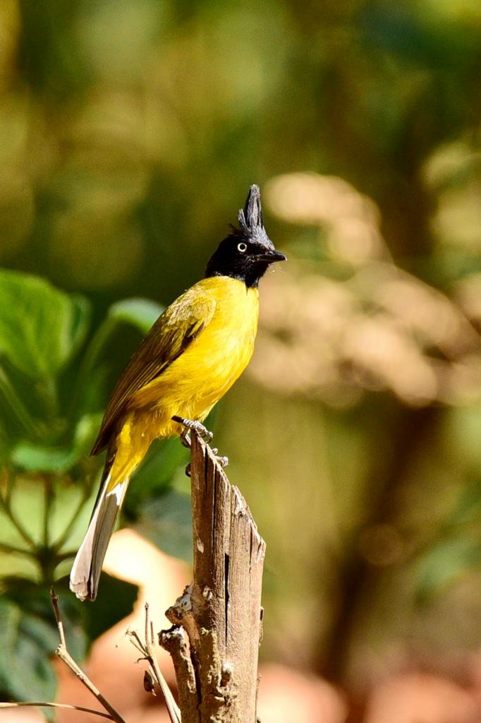 Black-crested Bulbul - ML574727911