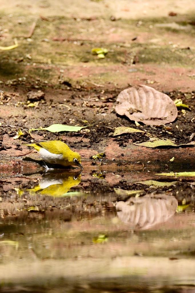 Indian White-eye - ML574727981