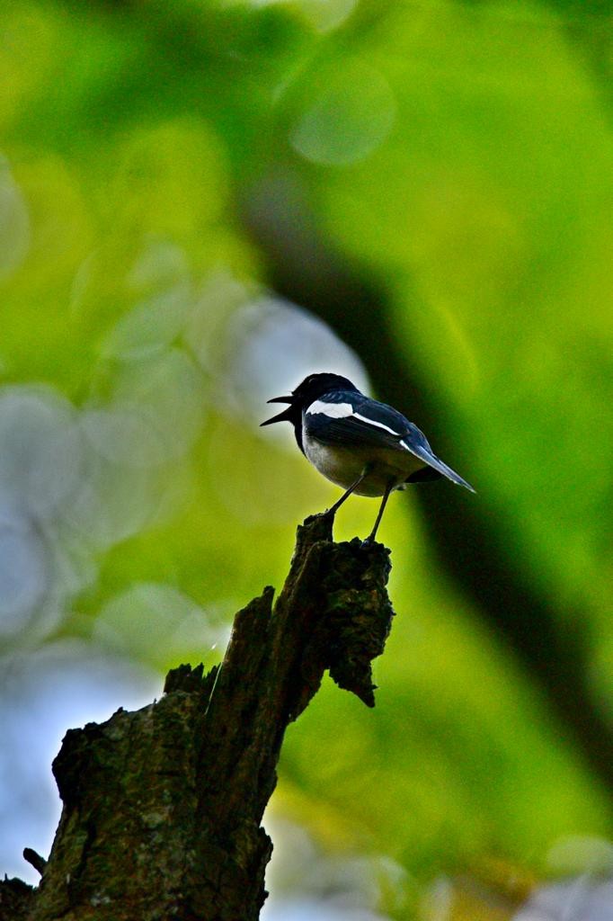 Oriental Magpie-Robin - ML574728091