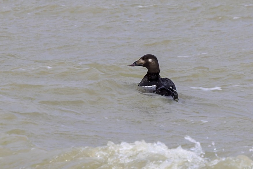 Stejneger's Scoter - Bradley Hacker 🦜