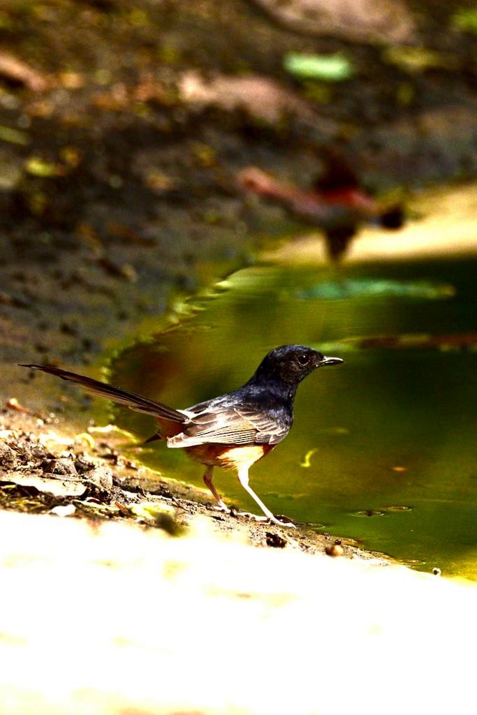 White-rumped Shama - ML574728171