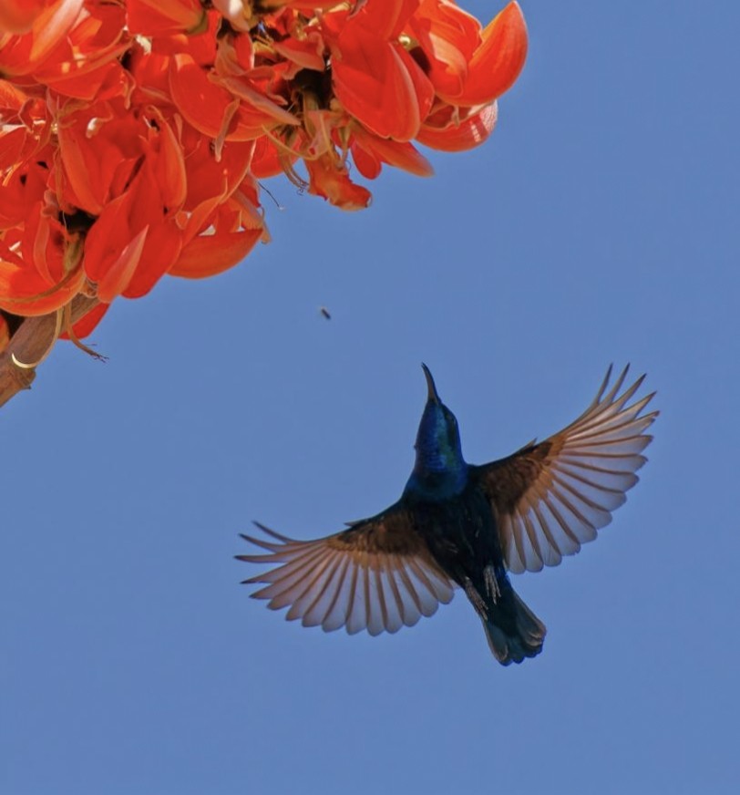 Purple Sunbird - ML574728201