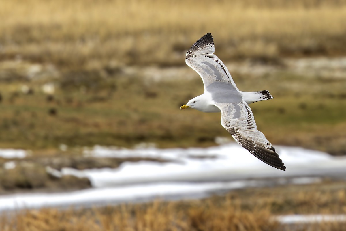 Herring Gull (Mongolian) - ML574728551