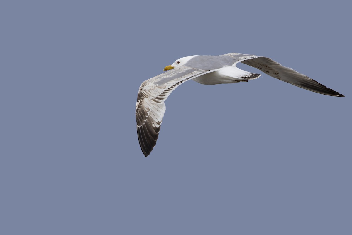 Herring Gull (Mongolian) - ML574728561