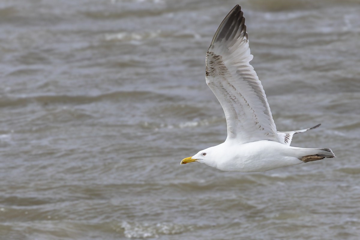 Herring Gull (Mongolian) - ML574728571